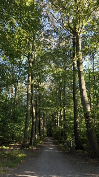 <h3><span><strong>Unieke bouwgrond op een uitzonderlijke locatie in Oud-Heverlee</strong></span></h3><p>In de <strong>Weertsedreef in Haasrode (Oud-Heverlee)</strong> bevindt zich deze bijzonder mooi gelegen bouwgrond, op een unieke en uiterst groene locatie <strong>aan de rand van het Meerdaalwoud</strong>.</p><p>De Weertsedreef vormt een <strong>residentieel en bijzonder rustig bouwlint</strong>, omgeven door groen en gekenmerkt door voornamelijk vrijstaande woningen, charmante landhuizen en villa’s op ruime percelen. Het uitgesproken residentiële karakter, de rust en de nabijheid van uitgestrekte natuurgebieden maken dit tot een van die locaties waar slechts uitzonderlijk vastgoed op de markt komt.</p><p>De omgeving is een absolute troef. <strong>Heverleebos en Meerdaalwoud liggen letterlijk binnen handbereik</strong>, terwijl ook de <strong>Zoete Waters</strong> vlakbij gelegen zijn. Wandelen, fietsen en genieten van de natuur beginnen hier vrijwel aan de voordeur. Tegelijkertijd geniet de locatie van een uitstekende bereikbaarheid richting <strong>Leuven, Haasrode en Oud-Heverlee.</strong></p><p>Een <strong>zeldzame opportuniteit voor wie een vrijstaande woning of villa wil realiseren op een residentiële locatie waar ruimte, natuur en privacy centraal staan</strong>. Bel of mail Jacky voor meer info op 0495 53 46 49 of jacky@connect-immo.be </p><p>Wglk-Gvkr-Gvv-Gdv</p>