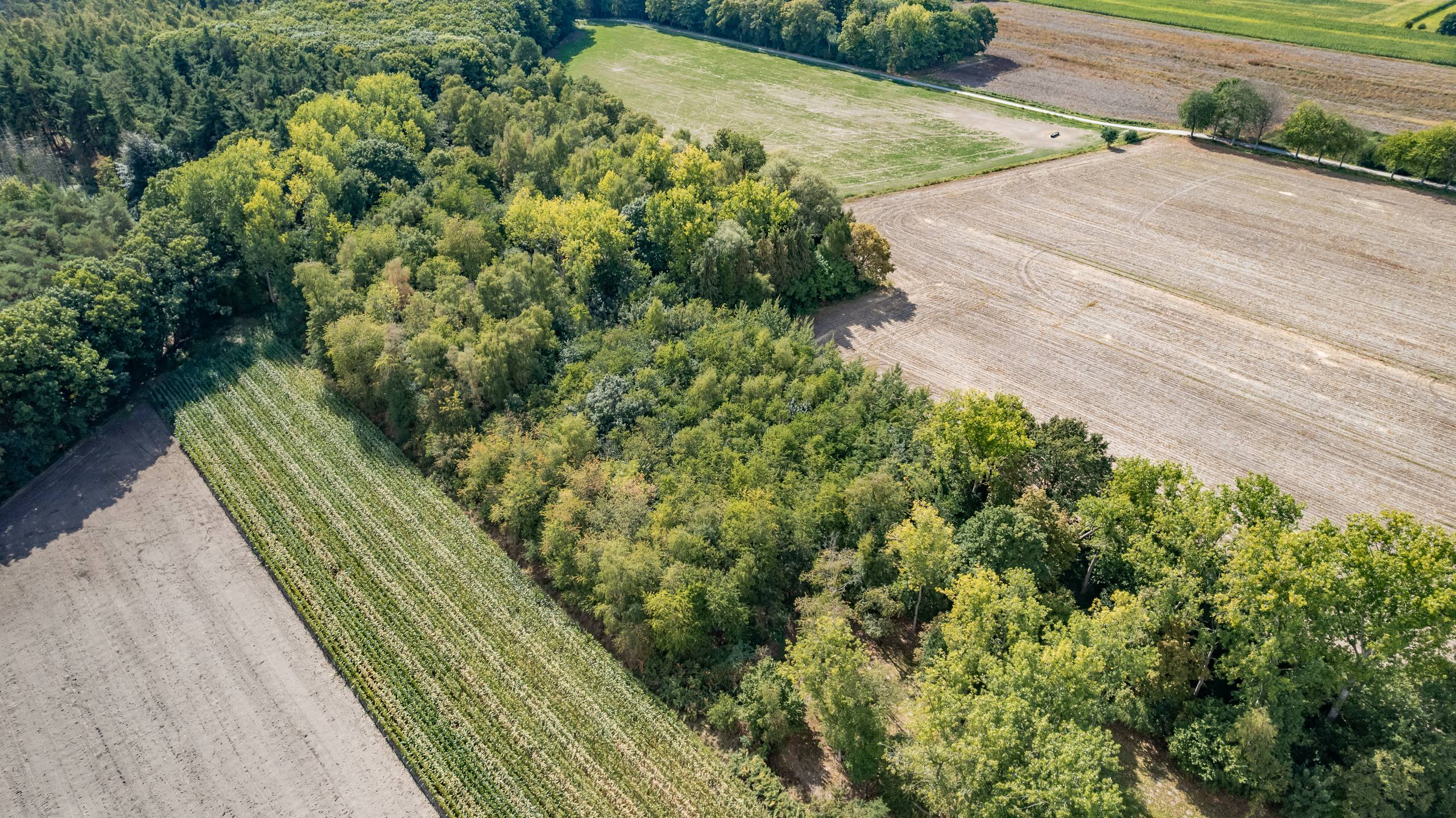 BOSGROND IN WACHTEBEKE (4.690m²) UNIEK KANS IN HET GROEN - foto 5