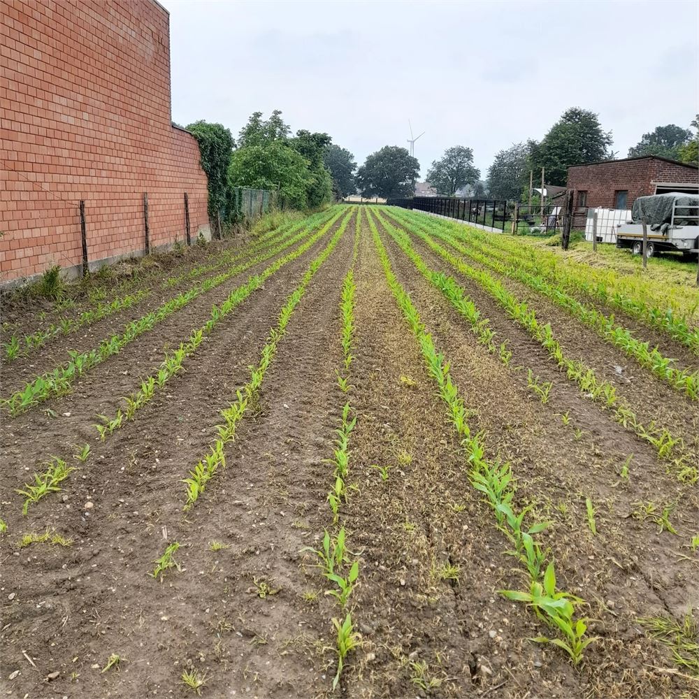Terrain à vendre à Dilsen-Stokkem - photo 4
