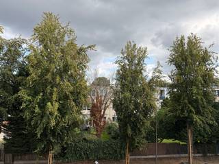 <p><span>Dit prachtig gerenoveerde penthouse op de tweede verdieping bevindt zich in de zeer gegeerde Tentoonstellingswijk en combineert hedendaags wooncomfort met een uitstekende ligging. Het appartement beschikt over drie slaapkamers en is geschikt voor maximaal drie personen binnen één gezin. De ruime en lichtrijke leefruimte zorgt voor een aangename woonbeleving en sluit aan op de moderne, volledig uitgeruste keuken met alle nodige toestellen. De badkamer is stijlvol ingericht en voorzien van een praktische inloopdouche. Daarnaast beschikt het appartement over een apart toilet. Dankzij de ligging op de tweede verdieping geniet u van een aangenaam gevoel van rust en privacy. De omgeving is bijzonder aantrekkelijk: belangrijke invalswegen zijn vlot bereikbaar, terwijl scholen en dagelijkse voorzieningen zich in de nabije omgeving bevinden. Ook een mooi park ligt vlakbij en biedt de mogelijkheid om te wandelen, te ontspannen of te genieten van de groene omgeving. Dit volledig gerenoveerde penthouse is een ideale woonst voor wie op zoek is naar een comfortabele, stijlvolle en rustig gelegen woning in een van de meest gegeerde wijken.</span><span> </span></p><p><span>Huurprijs is €1325 + €90 vaste kosten.</span></p><p><span>Onmiddellijk beschikbaar. Bel of mail ons voor een bezichtiging.</span></p><p><span> </span></p>