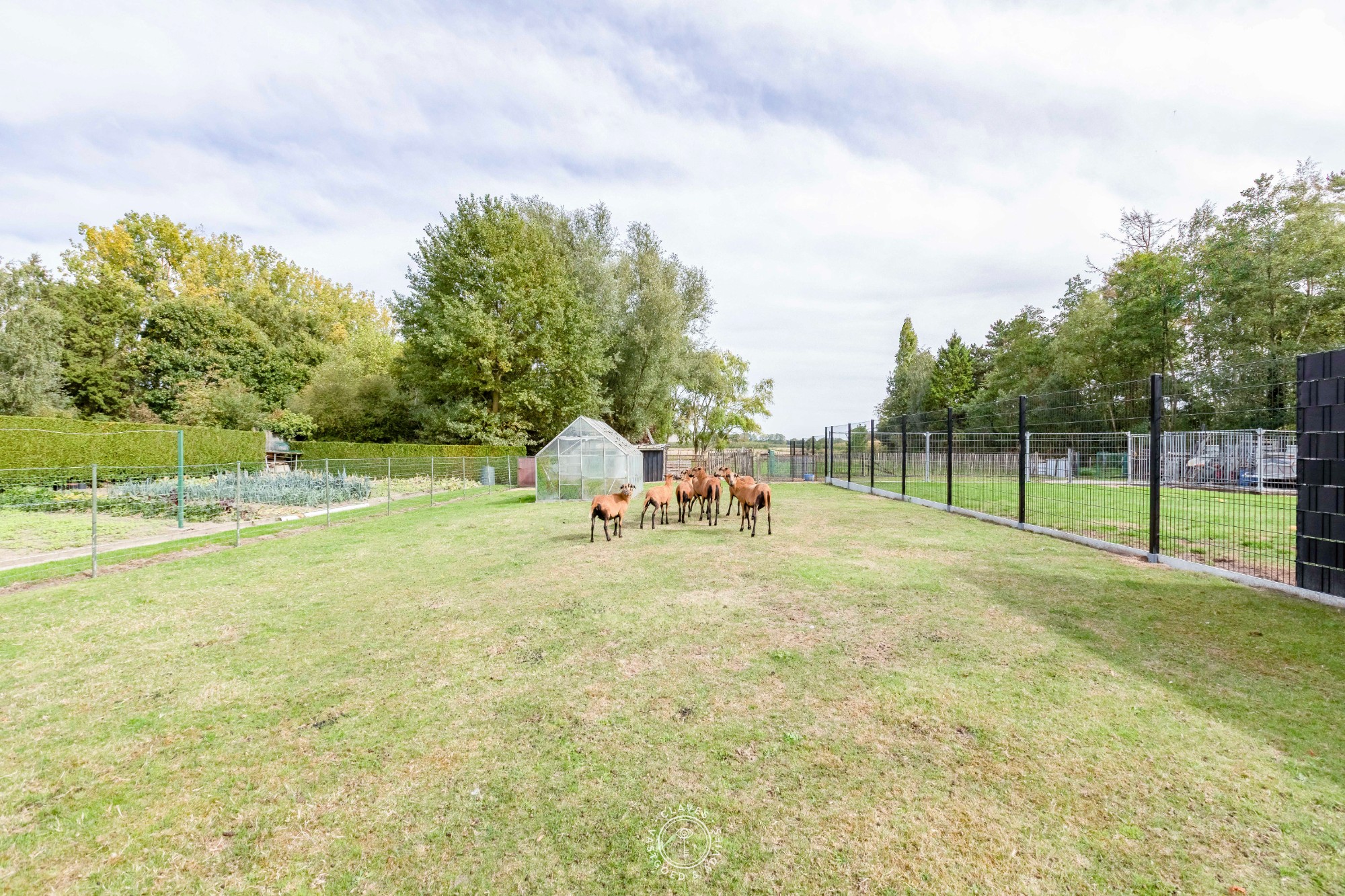 Praktische bungalow met werkplaats en weiland van 3.059 m² - foto 3