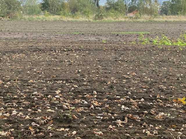 Grond te koop in Tessenderlo - foto 2