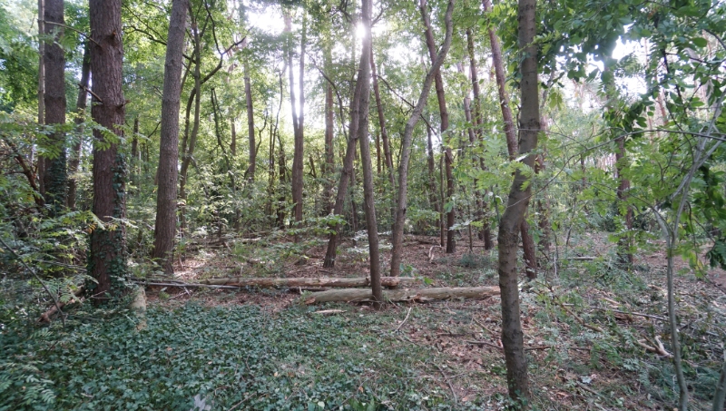 Residentieel gelegen bouwgrond van 31 are met 37 are bosgrond nabij golf- en meerdomein - foto 4