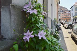 <p>In een charmante en gegeerde straat in Antwerpen bevindt zich dit karaktervolle opbrengsteigendom met een indeling in drie woonentiteiten. Het pand geniet van een uitstekende centrale ligging, op wandelafstand van winkels, openbaar vervoer, horeca en alle stedelijke voorzieningen. Voor investeerders, ontwikkelaars of handige renovatoren biedt dit gebouw een uitzonderlijke opportuniteit om een waardevol vastgoedproject te realiseren.</p>
<p>Volgens het kadaster beschikt het gebouw over drie woongelegenheden. Het bestaande aantal van drie woonentiteiten werd bovendien voldoende bewezen in het statusrapport.</p>
<h3>Indeling</h3>
<p><strong>Gelijkvloers appartement</strong></p>
<ul>
<li>Ruime leefruimte</li>
<li>Keuken</li>
<li>Badkamer</li>
<li>Slaapkamer</li>
<li>Achtergelegen buitenruimte/stadstuintje 40 m²</li>
<li>Volledig te renoveren</li>
</ul>
<p><strong>Appartement eerste verdieping</strong></p>
<ul>
<li>Leefruimte met veel lichtinval</li>
<li>Keuken</li>
<li>Badkamer</li>
<li>Slaapkamer</li>
<li>Authentieke elementen aanwezig</li>
<li>Grondige renovatie vereist</li>
</ul>
<p><strong>Appartement tweede verdieping</strong></p>
<ul>
<li>Woonruimte</li>
<li>Keuken</li>
<li>Badkamer</li>
<li>Slaapkamer</li>
<li>Renovatieproject met tal van mogelijkheden</li>
</ul>
<h3>Extra troeven</h3>
<ul>
<li>Vergund geachte toestand voor 3 woonentiteiten.</li>
<li>Kadastraal geregistreerd met 3 woongelegenheden.</li>
<li>Centrale ligging in Antwerpen.</li>
<li>Mooie straat met verzorgde gevelrij.</li>
<li>Karaktervolle gevel en authentieke basisstructuur.</li>
<li>Interessant investerings- en meerwaardepotentieel.</li>
<li>Perceeloppervlakte van ca. 140 m².</li>
<li>Nuttige oppervlakte volgens kadaster van ca. 224 m².</li>
</ul>
<p>Bent u op zoek naar een renovatieproject met potentieel op een toplocatie in Antwerpen? Dan biedt dit opbrengsteigendom met drie vergunde woonentiteiten een unieke kans. Dankzij de gunstige ligging, de bestaande vergunningstoestand en de authentieke uitstraling vormt dit pand een uitstekende basis voor een rendabele investering of herontwikkeling.</p>
<p>Meer informatie of een bezoek ter plaatse? Contacteer ons vandaag nog op <strong>03 535 12 75<br /><br /></strong>BEWOONBARE OPPERVLAKTE: De vermelde "bewoonbare oppervlakte" is gebaseerd op de "bruikbare vloeroppervlakte" zoals vermeld in het EPC.<strong><br /></strong></p>