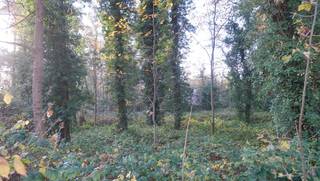 Mooie bouwgrond van 30 are geschikt voor villa of duo-wonen.<br />Residentieel en bosrijk gelegen hoekperceel langs Tremelobaan - Raymond Lambertslaan, op 1,5 km van het centrum.<br />Zuid georiënteerd. <br />Straatbreedte: Tremelobaan 40 meter en langs Raymond Lambertslaan 67 meter.<br />Bouwzone breedte 20 meter op 20 m diepte<br />Dakhelling minimum 5° - dakvorm vrij te bepalen - plat dak toegelaten - kroonlijsthoogte max. 7 meter<br />Bijgebouw van 50m² toegelaten en houten tuinhuis 16m²<br />Geen bouwverplichting. Goedgekeurde verkaveling (lot 1)<br />Kosten voor opmeting + afpaling en aandeel verkavelingsakte ten koste van de koper.<br />Stedenbouwinfo: gelegen in woonpark (= residentieel woongebied), verkavelingsvergunning uitgereikt, geen voorkooprecht ruimtelijke ordening, geen rechterlijke herstelmaatregel of bestuurlijke maatregel opgelegd.<br />Geen risicozone voor overstromingen - perceelscore A.