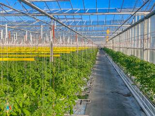 Op een uitstekende locatie in het landelijke Meer (Hoogstraten) bevindt zich dit volledig operationele glastuinbouwbedrijf met bijhorende...