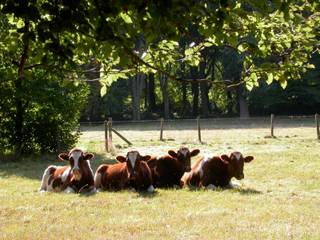 <div>
<div>
<div>
<p>Domein Haezenveld: <br />Te midden van het groen, in een oase van rust en stilte, bevindt zich het prachtige domein Hazenveld. Dit unieke eigendom, gebouwd in 1938 door de grootvader van de huidige eigenaars, met een prestigieuze villa als stralend middelpunt, combineert grandeur met functionaliteit en biedt een droomplek voor wie zoekt naar luxe, ruimte en privacy in het noorden van Antwerpen.<br />Villa Hazenveld: Tijdloze elegantie<br />Bij aankomst worden bezoekers verwelkomd in de ruime inkomhal, waar de gezellige sfeer direct voelbaar is. Hoogwaardige materialen, zoals authentiek parket en vast tapijt, brengen warmte en klasse in elke ruimte. De ruime ontvangstruimtes bieden een gezellige setting voor tal van mooie momenten. Van de eetkamer met hoge plafonds en brede deuren tot de sfeervolle bibliotheek met open haard en ingemaakte kasten: dit is wonen op topniveau.<br />Het grote salon, voorzien van verschillende zithoeken en eveneens een open haard, nodigt uit tot gezellig samenzijn. Voor wie van buitenleven houdt, is er het overdekte terras met uitzicht op de prachtige parktuin.<br />De villa is bovendien volledig uitgerust met praktische ruimtes zoals een ruime keuken, met aparte eethoek, een ruime wasplaats en toegang tot de kelder met wijn- en voorraadkelders.<br />De imposante trap leidt naar de eerste verdieping, waar maar liefst vier luxe slaapkamers zich bevinden, waarvan 1 met open haard en balkon. Elke kamer heeft zijn eigen karakter en is afgewerkt met verfijnde details. En-suite badkamers bieden het ultieme comfort. Voor extra flexibiliteit zijn er drie bijkomende kinderkamers en een salon of hobbyruimte, met eigen toegang via aparte trap.<br />Op de zolderverdieping wordt de veelzijdigheid van deze woning nogmaals benadrukt. Hier vindt u verschillende kamers die perfect dienst kunnen doen als aparte personeelsvertrekken met badkamer of berging.<br /><br />Bovendien staat er nog een conciërgewoning met aansluitend 3 garages. (gedeeltelijk verhuurd).<br /><br />Mogelijkheid tot het bijkopen van een landelijk woonhuis met tuin (ca. 5.000 m², blauwe zone op de luchtfoto) (Veldhuis) met gezellige benedenverdieping en 3 slaapkamers. (momenteel verhuurd) en extra bos en weide van ca. 42.000m².<br /><br />Een domein met uitstraling<br />De parktuin rondom de villa is adembenemend. Met een vijver, Franse tuin, unieke eeuwenoude bomen en weilanden voor paarden, biedt het domein een harmonie tussen natuur en luxe. Een te renoveren zwembad en tennisveld wachten op een nieuwe eigenaar om deze parels weer tot leven te brengen.<br />Daarnaast beschikt het domein over een moestuin met bijhorende tuinkasten, ideaal voor wie houdt van culinaire creaties met eigen geteelde groenten.<br /><br />Domein Hazenveld is een zeldzame vondst. Het combineert authentieke elegantie met hedendaags comfort en biedt een uitzonderlijk niveau van privacy. Dit is een plek waar u volledig tot rust komt en tegelijkertijd een statement maakt.<br />Bent u klaar om de magie van Hazenveld zelf te ervaren? Aarzel niet om contact op te nemen. Wij begeleiden u graag op een exclusieve rondleiding door dit unieke domein.</p>
</div>
</div>
</div>
<div>
<div></div>
</div>
