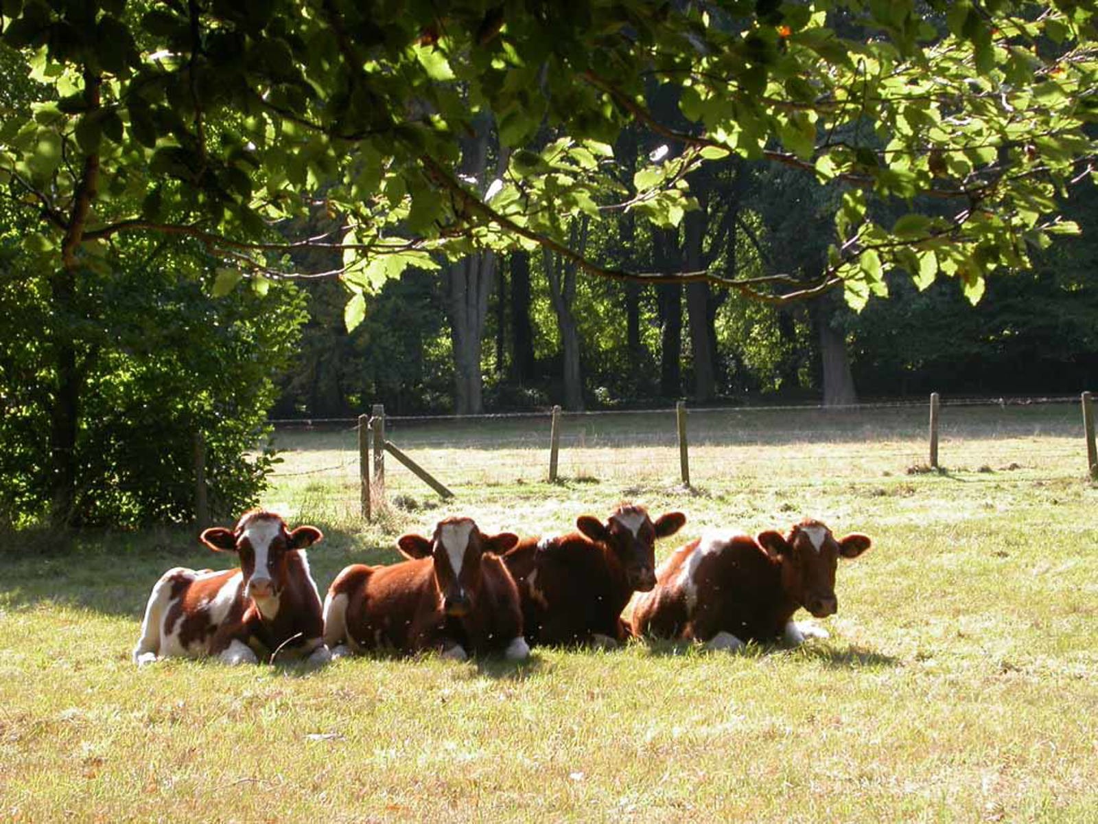 Uniek domein "Haezenveld" - foto 3