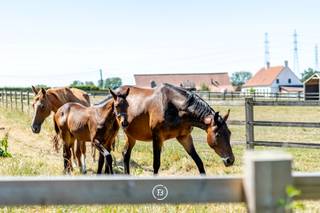 Op een bijzonder rustige locatie in het landelijke Wortegem-Petegem bevindt zich deze voormalige hoeve, vandaag vergund voor particulier wonen. Omringd door open akkers en landelijke vergezichten vormt de eigendom een bijzonder uitgangspunt voor wie op zoek is naar rust, ruimte en de mogelijkheid om hier een eigen woonproject te realiseren.<br /><br />De bestaande woning kan worden gerenoveerd en verder gemoderniseerd, maar biedt daarnaast een nog interessanter perspectief. Dankzij de toepasselijke basisrechten voor zonevreemde woningen kan de woning, onder voorbehoud van een nieuwe omgevingsvergunning, volledig worden afgebroken en herbouwd op dezelfde plaats. Daarbij kan een nieuwe woning tot maximaal 1.000 m³ worden gerealiseerd. Dit maakt het mogelijk om op deze uitzonderlijk landelijke locatie een hedendaagse, energiezuinige woning te creëren die volledig wordt afgestemd op de wensen van de toekomstige eigenaar.<br /><br />Ook het ruime bijgebouw vormt een belangrijke troef. Het is vergund als woningbijgebouw en biedt mogelijkheden voor onder meer garage, berging en hobbyruimte. Voor dit volume ligt het accent op het behoud en de verbouwing binnen het bestaande volume, waardoor het een waardevolle aanvulling vormt op de woonfunctie.<br /><br />Daar komt een bijkomende mogelijkheid bij die deze eigendom bijzonder interessant maakt. De grondpositie kan, afhankelijk van de verwerving van de omliggende percelen, worden uitgebreid tot circa 7,7 hectare. Hierdoor ontstaat het potentieel om van deze voormalige hoeve een uitzonderlijk landelijk domein te maken, met ruimte voor paarden, andere dieren, weilanden, natuur en een ruime private buitenomgeving.<br /><br />De combinatie van de vergunde woonfunctie, de mogelijkheid tot herbouw van de woning, de bestaande bijgebouwen, het open landschap en het potentieel tot aanzienlijke uitbreiding van het domein maakt dit tot een eigendom met een zeldzame combinatie van karakter en toekomstmogelijkheden.<br /><br />Een unieke kans voor wie niet alleen een woning zoekt, maar vooral een landelijke plek met de ruimte om een eigen visie te realiseren.<br /><br />Alle vermelde verbouw-, herbouw- en uitbreidingsmogelijkheden zijn onder voorbehoud van de vereiste omgevingsvergunning en de concrete beoordeling van een toekomstig ontwerp door de bevoegde overheid. De mogelijke uitbreiding van het domein is afhankelijk van de afzonderlijke verwerving van de betrokken gronden.
