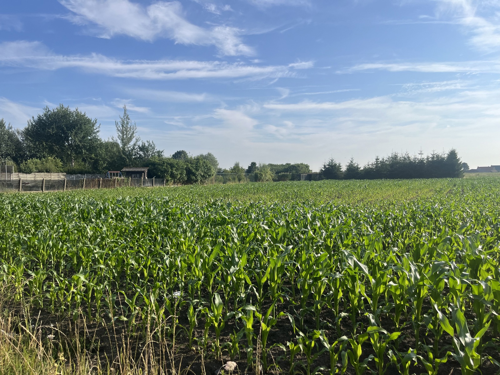 Land for sale in Koekelare - photo 1