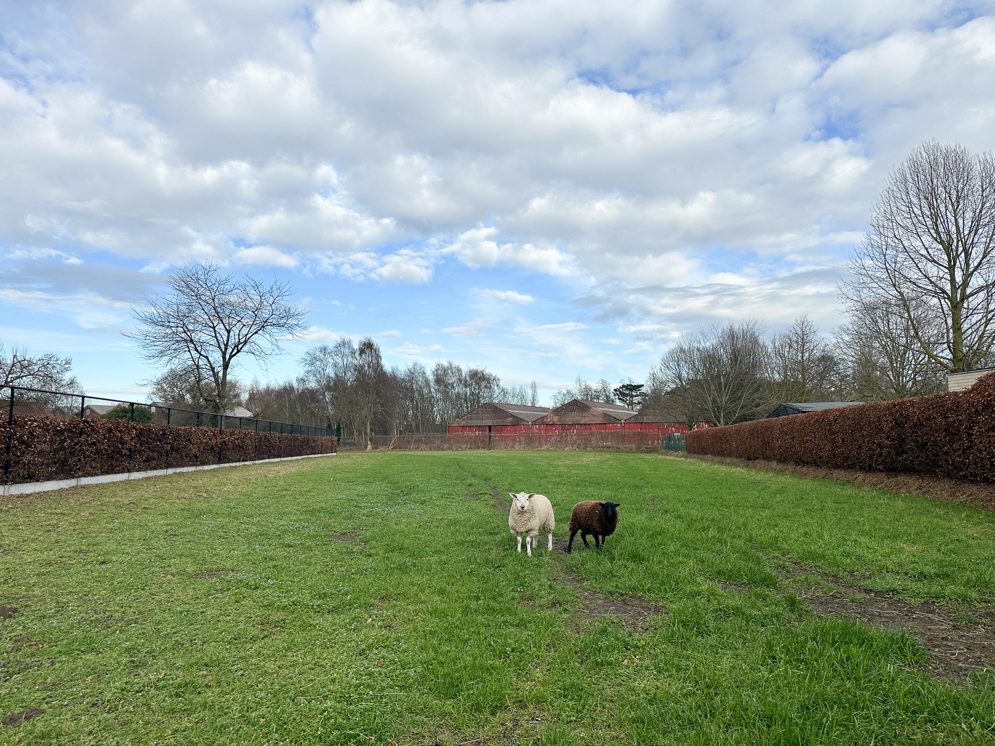 Bouwgrond in de Ponjaard – Melsele - foto 3