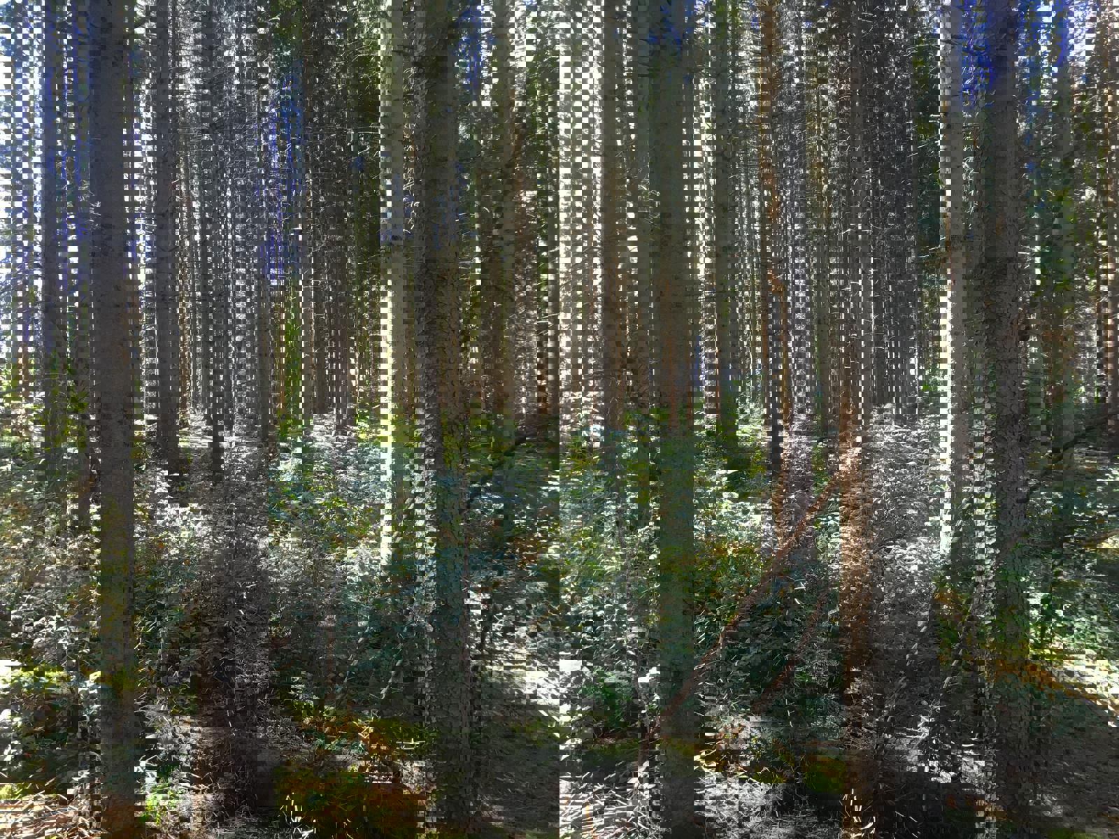 Huis te koop in Vielsalm - foto 4