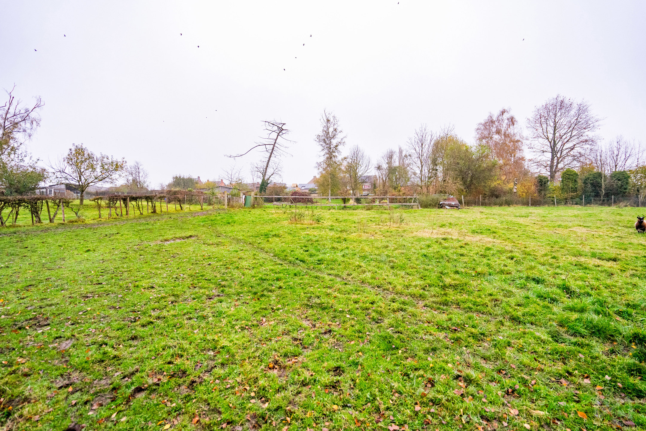Land for sale in Burdinne - photo 5