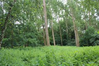 Tuingrond te koop in de Brasschaatsche Heyden, Brasschaat Bent u op zoek naar een stukje natuur in een rustige en groene omgeving? Deze prachtige...
