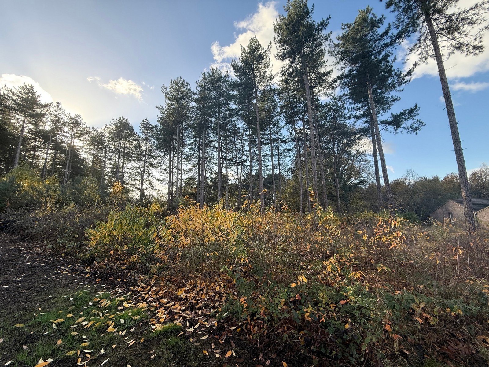 Bouwgrond voor open bebouwing. - foto 3