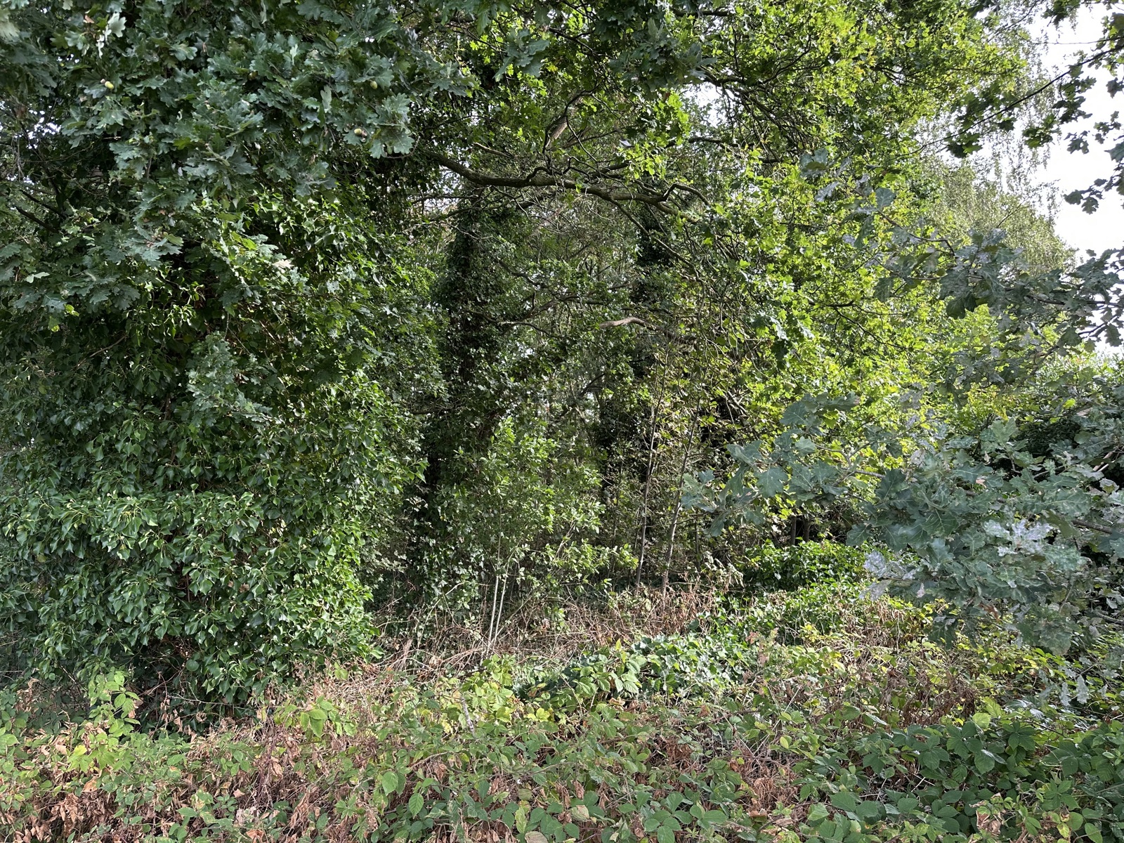 Villaperceel voor open bebouwing van ca. 2634m² - foto 4