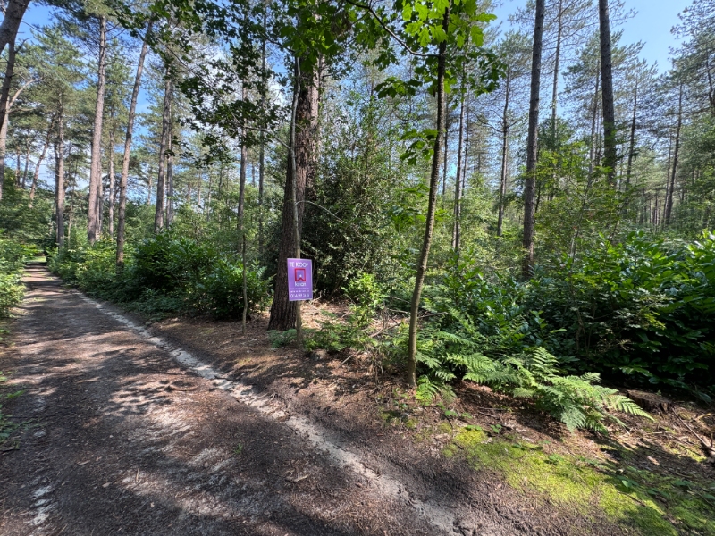 Bosgrond 58a83ca gelegen te Geel-Bel. - foto 4