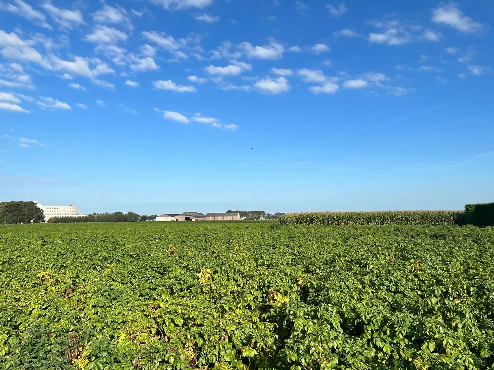 Land for sale in Poperinge - photo 5