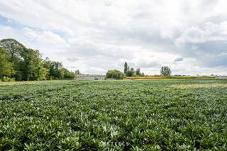 Deze uitzonderlijke tuinbouwsite ligt in het hart van de Vlaamse sierteeltregio en biedt circa 17.825m² hectare aan ruimte en mogelijkheden. De...