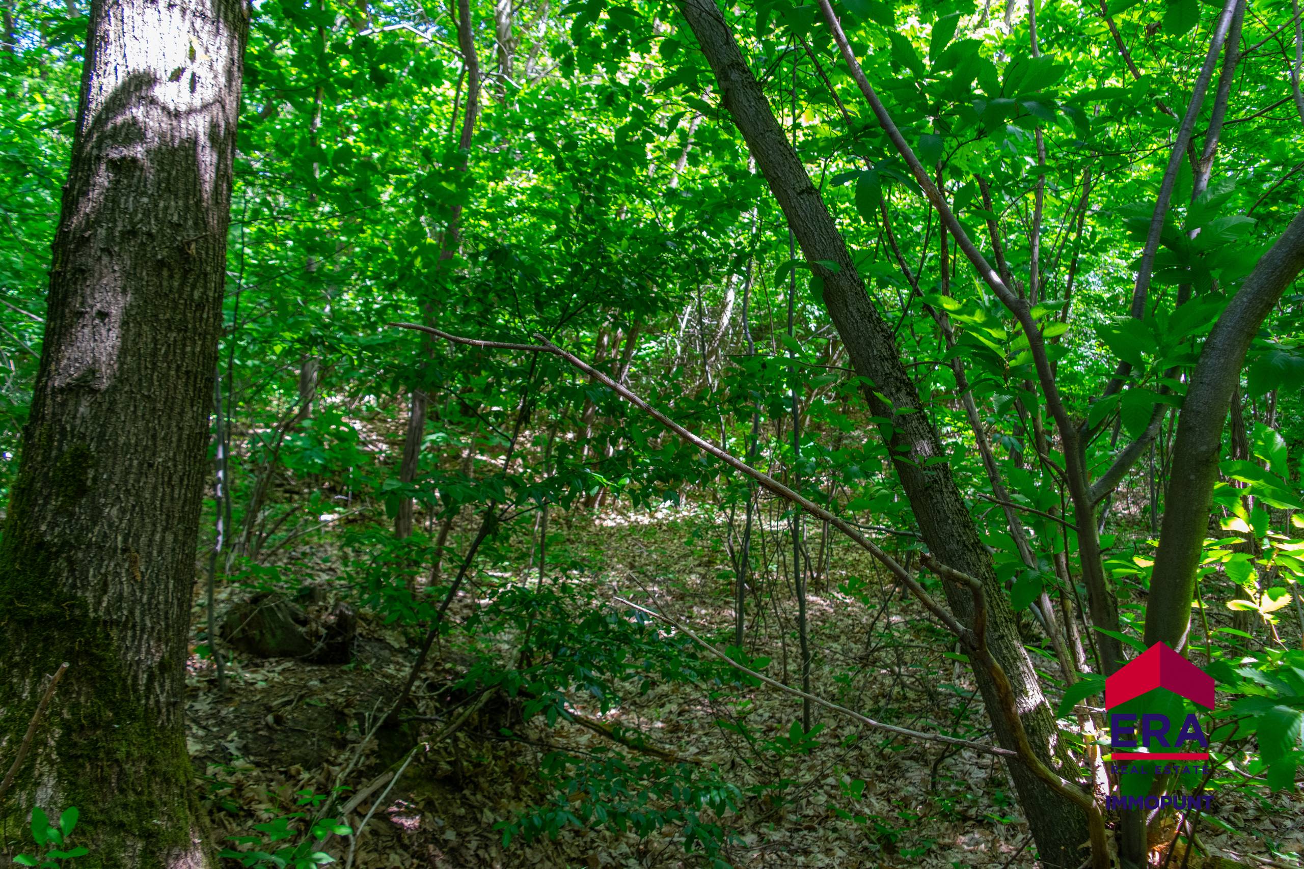 Bosgrond te koop op residentiële locatie Tielt Winge 2,7 Ha - foto 1