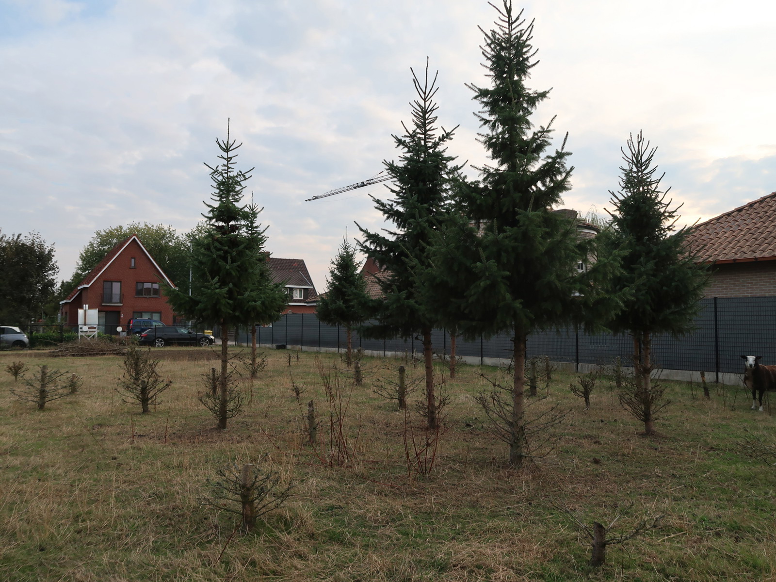 GROOT perceel 770m² open bebouwing te WESTERLO - foto 5
