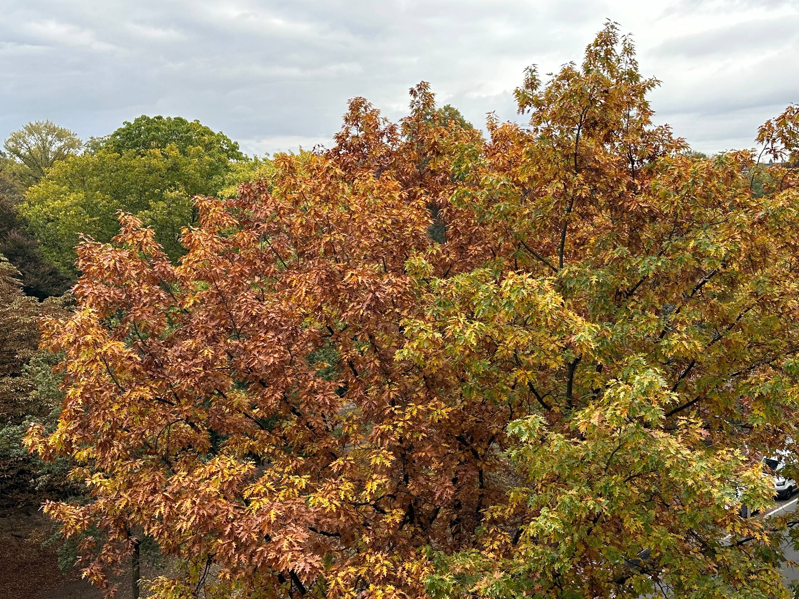 Instapklaar appartement aan het stadspark! - foto 3