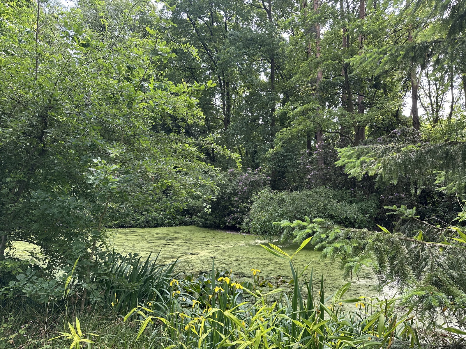 Prachtig villaperceel in Kapellenbos! - foto 5