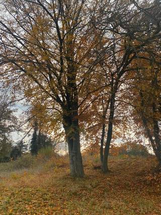 <strong>Landelijk wonen in Herent op een boogscheut van Brussel</strong><br /><br /> Perceel 6a 70ca. <br /> PRIJSVAST van 265.000,00 euro exclusief kosten; (Inbegrepen kosten: zie notaris.be)<br /> Bouwen op maat met Splendid kan ook<br /><br />Project Brusselsesteenweg in hartje Herent biedt heel wat mogelijkheden om jouw nieuwbouwwoning te realiseren. Deze bouwgrond voor een open-bebouwing is te koop zonder bouwverplichtingen.<br /><br />ℹ️ Wens je meer informatie of een afspraak? Bel ons dan nu op het nummer 011 45 82 30<br />💻 Meer projecten? Surf naar www.splendid.be. Samen maken we jouw woondroom waar.