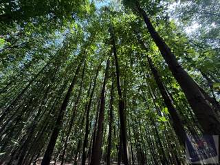 Stel u voor: een plek waar enkel het ruisen van de bomen en het gezang van vogels de stilte doorbreken. Een plek waar u tot rust komt, midden in...