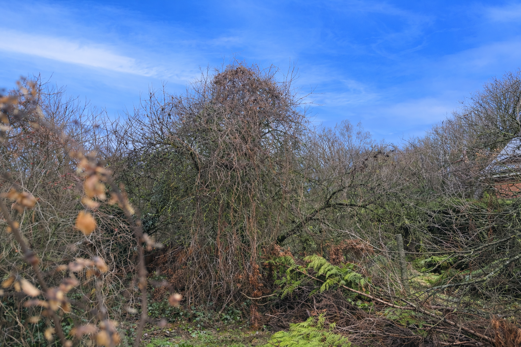 Bouwgrond voor halfopen bebouwing te Rotselaar. - foto 4