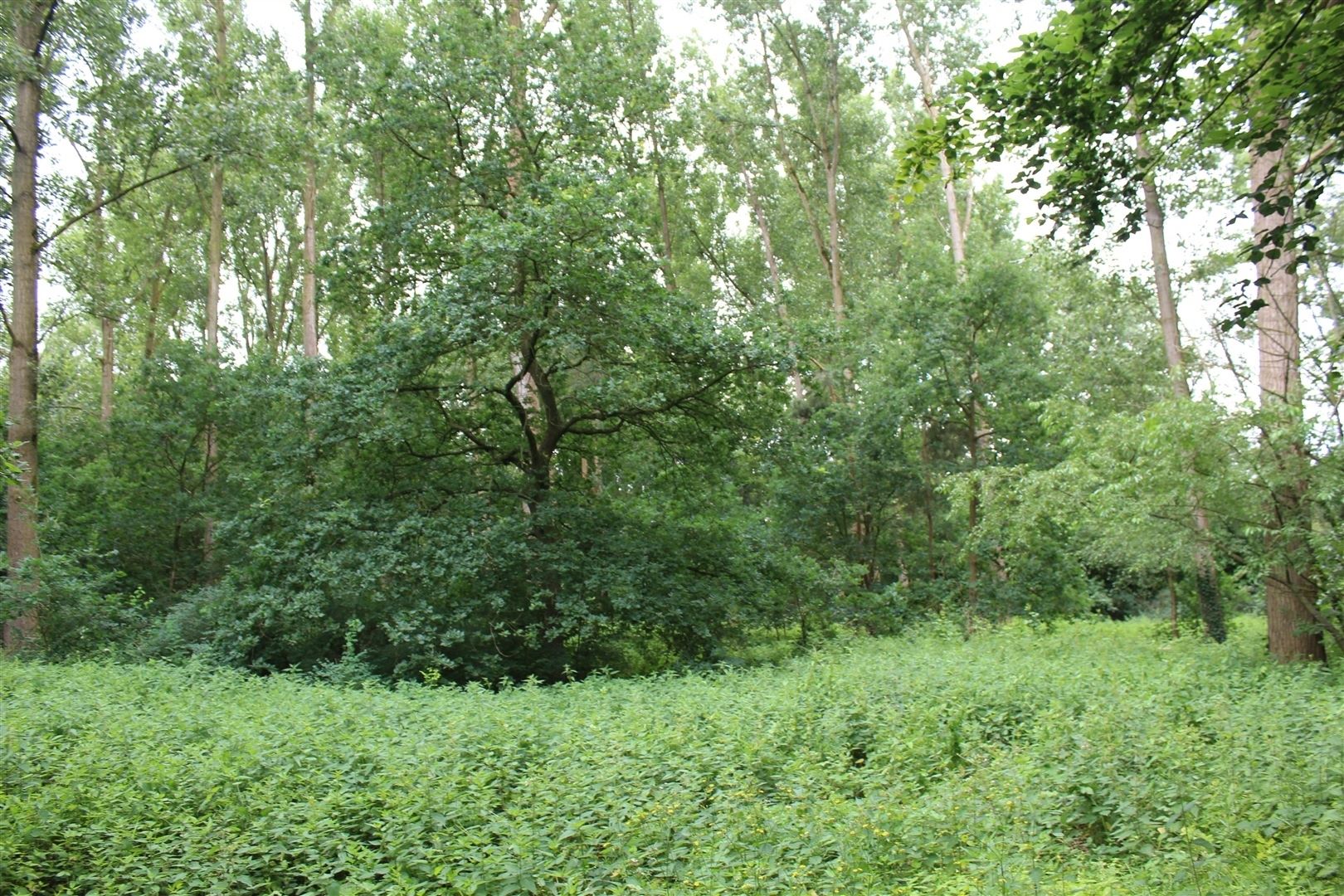 Terrain à vendre à Brasschaat - photo 2