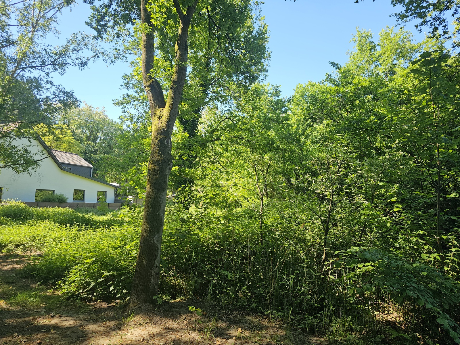 Landbouwgrond van 15a91ca - foto 3