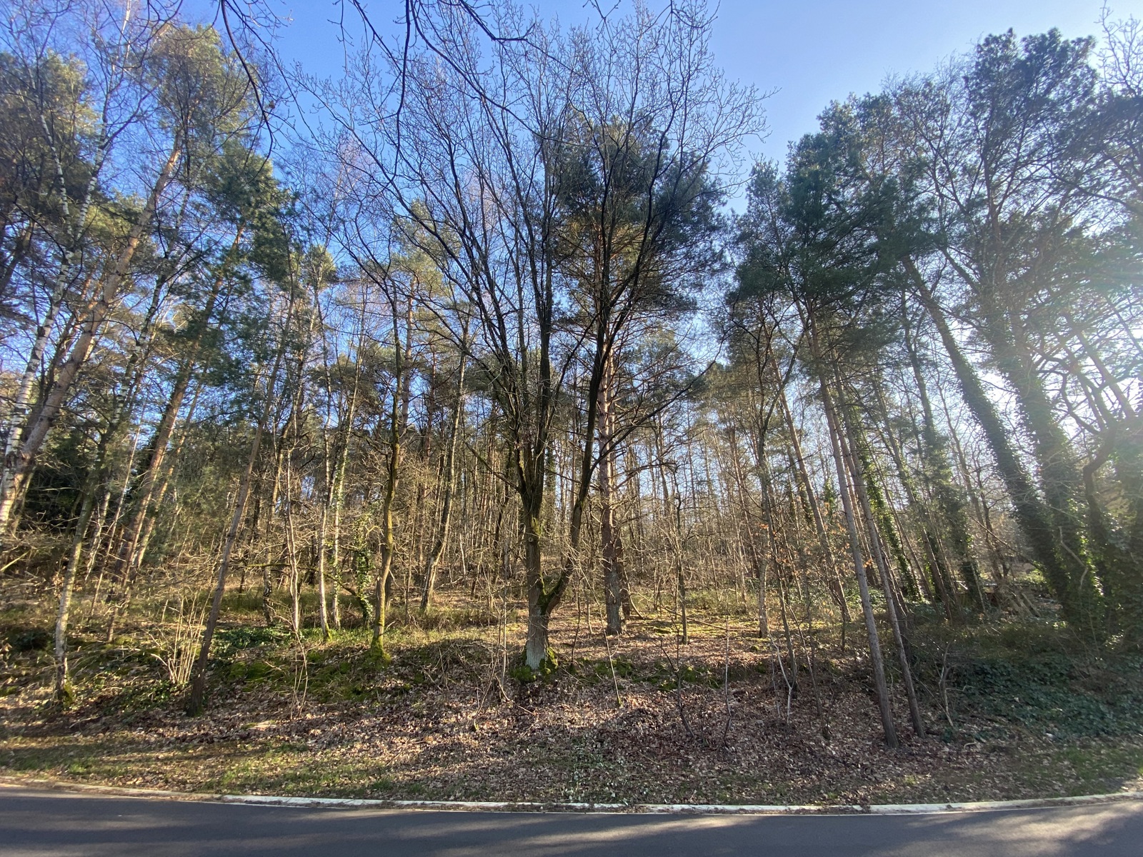 Grond te koop in Rotselaar - foto 3