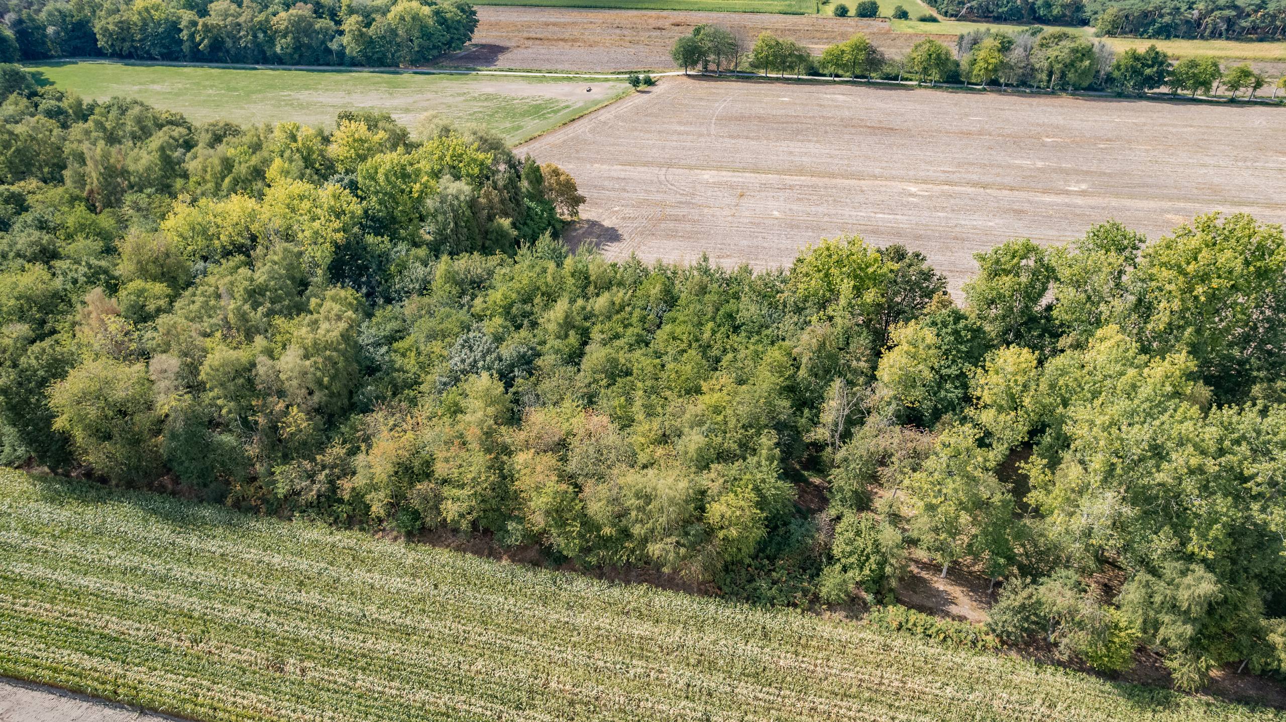 BOSGROND IN WACHTEBEKE (4.690m²) UNIEK KANS IN HET GROEN - foto 1