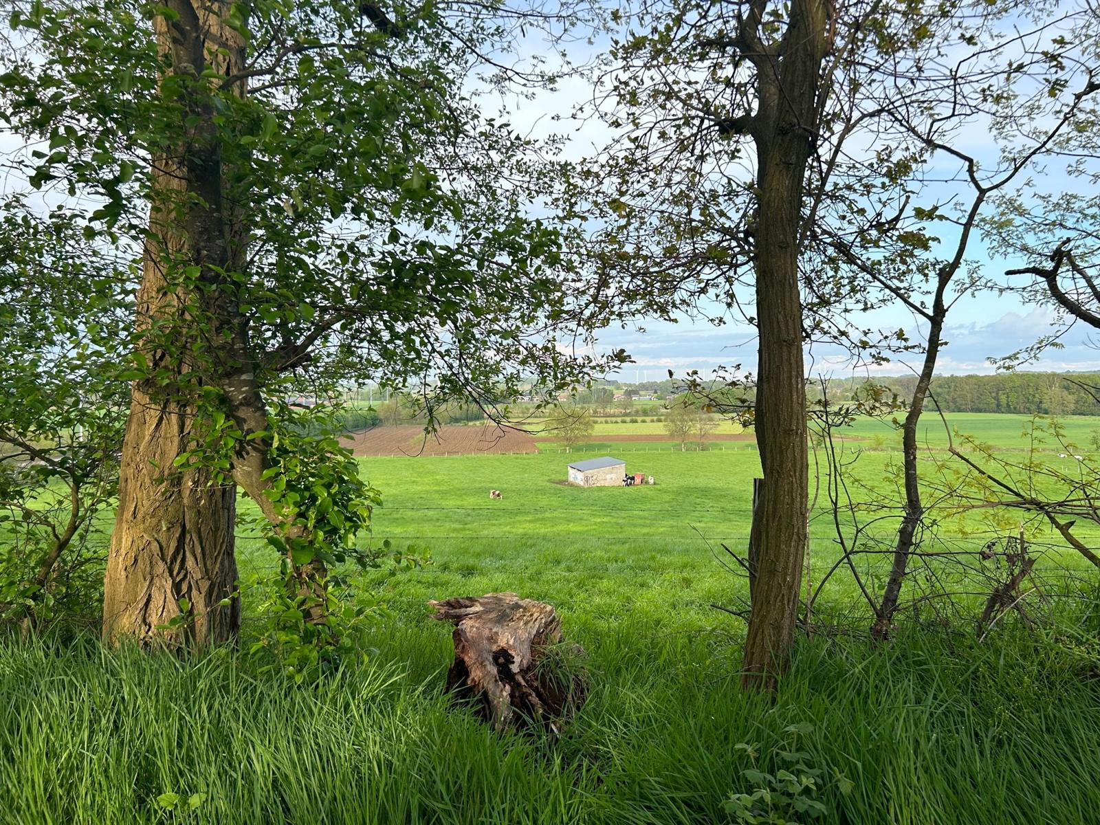 Land for sale in Bekkevoort - photo 3