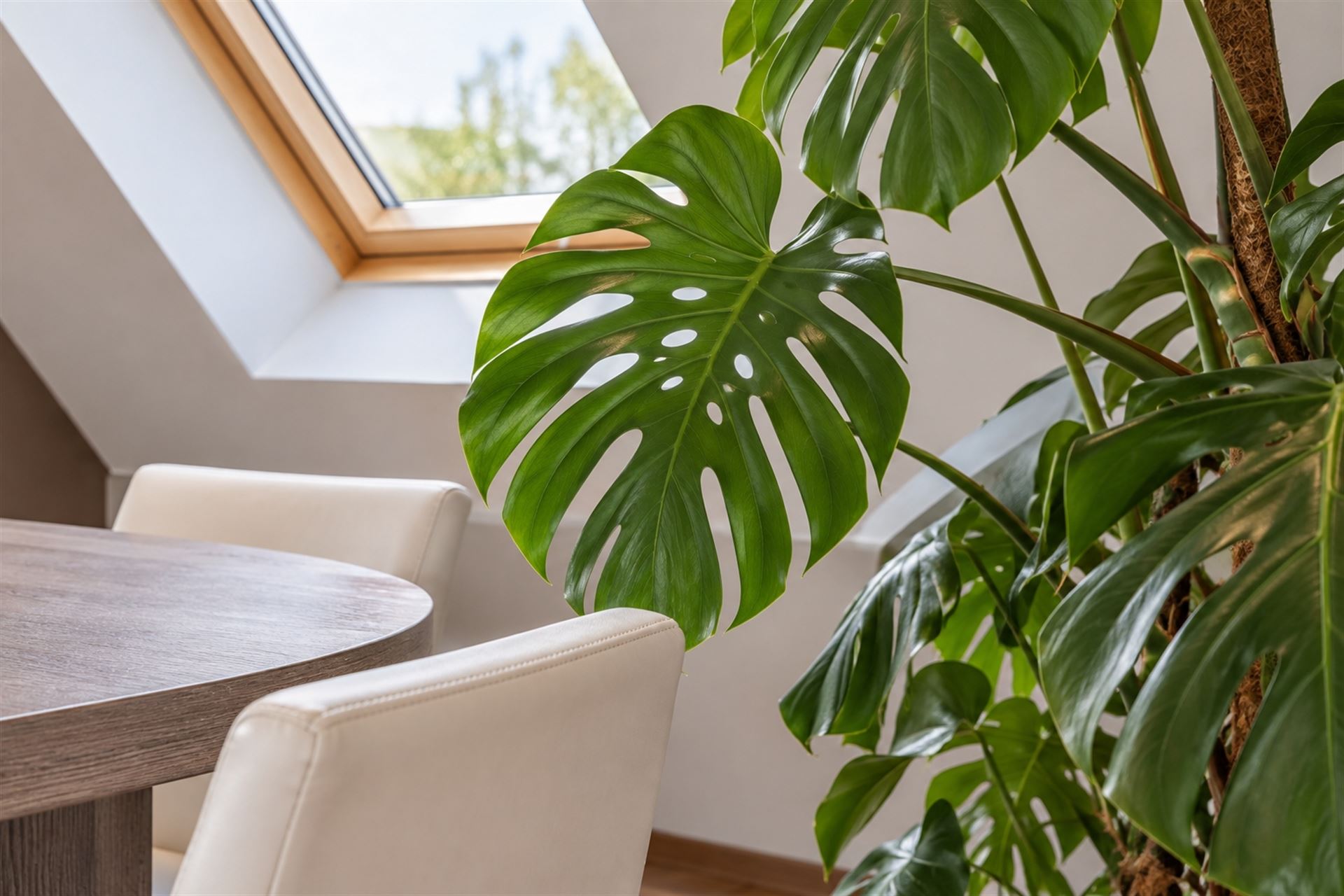 Ruim dakappartement met 50 m² zuidgericht terras + zolder - foto 5
