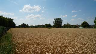 Rustig gelegen perceel bouwgrond van 7 are 40 ca voor half-open-bebouwing. <br />Zuid-west georiënteerd.<br />Perceelbreedte circa 17m50 vooraan en circa 13,2m achteraan.<br />Perceelsdiepte: circa 50m.<br />Bouwbreedte: circa 10m vooraan en ca 8m achteraan - bouwdiepte: 17m maximum op gelijkvloers en 12m maximum op verdieping.<br />Kroonlijsthoogte: 6,50m. <br />Geen bouwverplichting. <br />Opmetingskosten ten laste van kopers 1.800 euro.<br />Stedenbouw info: omgevingsvergunning verkaveling - woongebied - BPA K11 Koetsweg deel 2 en algemene bouwverordening Leuven - geen voorkooprecht ruimtelijke ordening - geen rechterlijke herstelmaatregel of bestuurlijke maatregel opgelegd - geen maatregelen in het Vlaams handhavingsplatform.<br />Geen risicozone voor overstromingen - perceelscore A en enkele m² in voortuin perceelscore B.