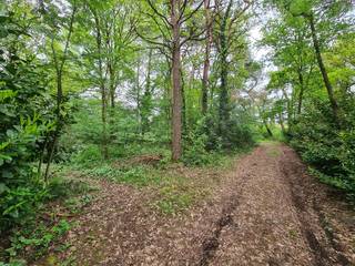 In het groene Eksel op een rustige locatie in Maye Bemden vinden we deze 2 percelen bos van samen +/- 41 are. Het totaal is +/- 200 m lang en 20 m breed en toegankelijk via een weggetje.<br /><br />Watertoets: P-score A en D<br /><br /> 
