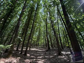Stel u voor: een plek waar enkel het ruisen van de bomen en het gezang van vogels de stilte doorbreken. Een plek waar u tot rust komt, midden in...