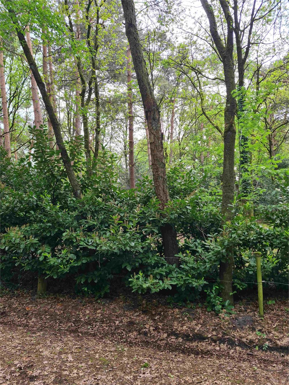 Terrain à vendre à Eksel - photo 2