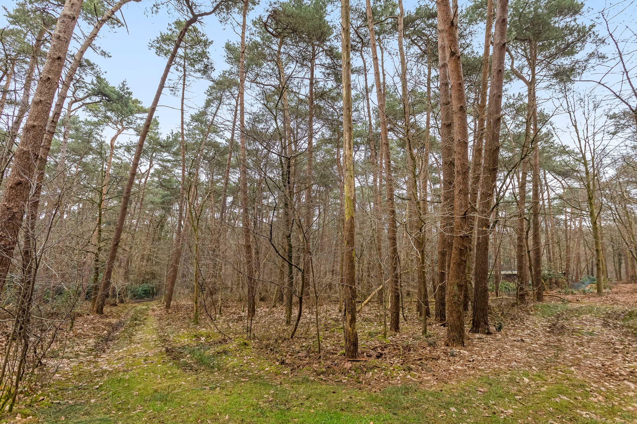 Leuk bos gelegen nabij het centrum van Lichtaart - foto 3