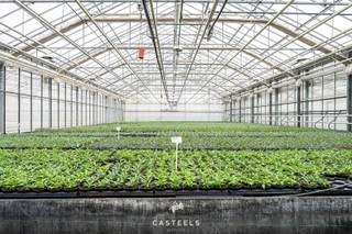 Deze professionele tuinbouwsite wordt discreet verkocht.De site is volledig ingericht voor onmiddellijke exploitatie. De infrastructuur focust op...