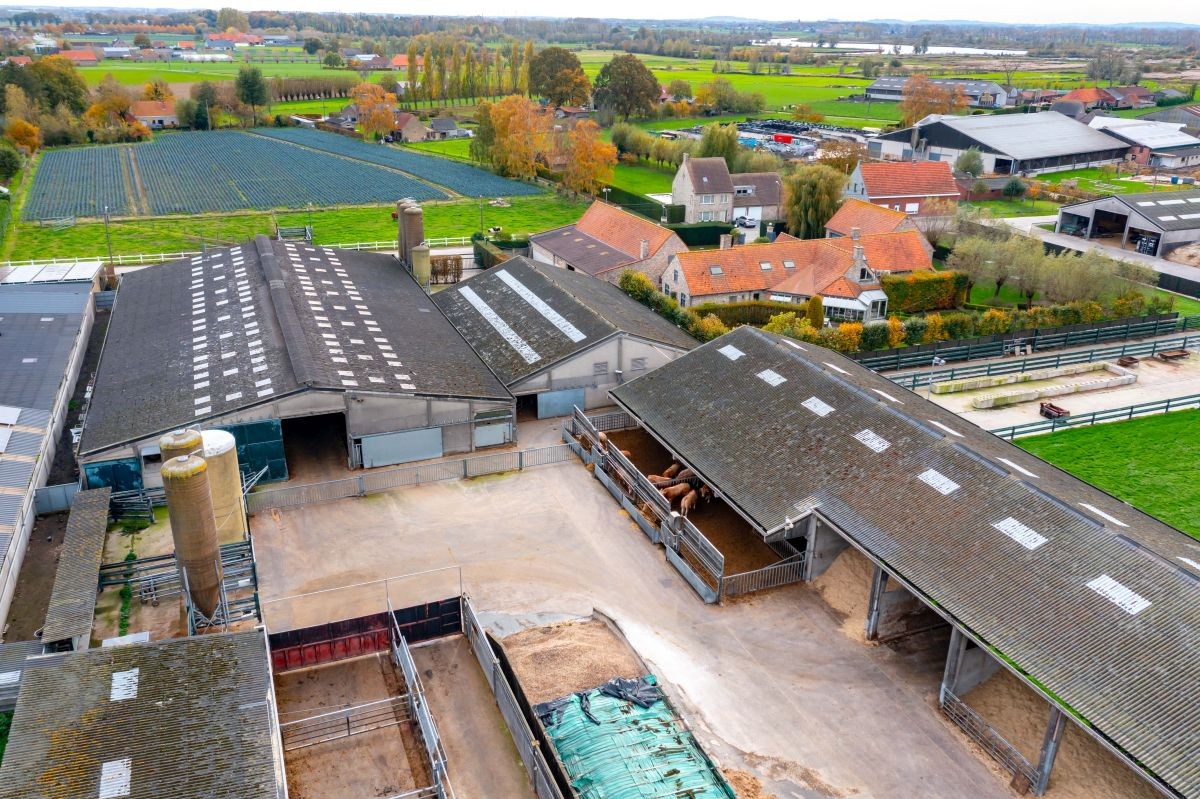 Groot vleesveebedrijf te koop te Diksmuide - foto 4