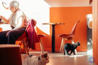 <p><span>Informatie handelspand:</span></p><p><span>Voor ondernemers met een hart voor horeca, dieren en beleving biedt zich een unieke opportuniteit aan in het hart van Antwerpen. Het succesvolle en gekende Cat Café Antwerpen zoekt een nieuwe uitbater die het concept met evenveel passie verder wil uitbouwen. Gevestigd op een absolute toplocatie aan de Sint-Katelijnevest, vlakbij de Boerentoren en omringd door winkels, horeca en kantoren, heeft het Cat Café de voorbije jaren een sterke naam opgebouwd bij zowel Antwerpenaren als toeristen. Het concept combineert een gezellige horecabeleving met de unieke aanwezigheid van katten, wat zorgt voor een trouwe klantenbasis en een sterke online zichtbaarheid. De overname omvat niet alleen de volledige inrichting en inboedel, maar ook het volledige concept, de branding, de sociale media-kanalen, de website en het bestaande klantenbestand. Hierdoor kan een nieuwe uitbater onmiddellijk aan de slag met een herkenbaar merk en een reeds gevestigde werking. Het betreft een overname van de handelszaak en haar activa, zonder overname van de bestaande vennootschap. De handelsruimte beschikt over een lichtrijk gelijkvloers van circa 70 m², aangevuld met een ruime en droge kelderruimte van ongeveer 18 m² voor stockage. Achteraan bevinden zich twee afzonderlijke toiletten. Bent u op zoek naar een instapklaar horecaconcept met een uniek karakter, bewezen aantrekkingskracht en een uitstekende ligging? Dan is dit een zeldzame kans om een gevestigde zaak met sterke naamsbekendheid verder te zetten.</span></p><p><span>Indeling</span></p><ul><li><span>Hoekpand met een geklasseerde gevel en een gevelbreedte van ca. 19m!</span></li><li><span>Lichtrijke handelsruimte van ca. 70m² op een onderhoudsvriendelijke tegelvloer. </span></li><li><span>Achteraan 2 toiletten (m/v) voorzien van handenwasser.</span></li><li><span>Ruime en droge kelderruimte van ca. 18 m</span><span><sup>2</sup></span><span>, op niveau -1, momenteel gebruikt als stockageruimte.</span></li></ul><p><span> </span></p><ul><li><span>Mogelijke invullingen: horeca, winkel, kantoor, vrij beroep, etc.</span></li></ul><ul><li><span>EPC in aanvraag.</span></li><li><span>Elektrische keuring: conform.</span></li></ul><p><span> </span></p><p><span>Huur informatie:</span></p><ul><li><span>Huurprijs: 1.439,72 EUR/maand + 200 EUR/maand algemene kosten</span></li><li><span>Per direct beschikbaar!</span></li></ul><ul><li><span>Algemene kosten van 200 EUR/maand: provisie voor verbruik water en onroerende voorheffing.</span></li></ul><ul><li><span>Overnameprijs: 30.000 EUR: De overname omvat de volledige inboedel, het concept, branding, social media, website en klantenbestand. </span></li></ul><ul><li><span>De onroerende voorheffing is te betalen door de huurder. Niet geïndexeerd KI = 1794 EUR/jaar. Hiervoor wordt een provisie aangerekend in de algemene kosten.</span></li><li><span>Gas en elektriciteit individueel, water is gemeenschappelijk. Hiervoor wordt een provisie aangerekend in de algemene kosten.</span></li><li><span>Waarborg: 6 maanden. </span></li></ul><p><span> </span></p><p><span>Gebouw:</span></p><ul><li><span>Gebouw met een kelderverdieping, handelsgelijkvloers en 3 verdiepingen met 3 appartementen.</span></li><li><span>Geen lift aanwezig.</span></li><li><span>Aparte ingang voor het handelspand.</span></li></ul><p><span> </span></p><p><span>Ligging:</span></p><ul><li><span>Op toplocatie in het hartje van Antwerpen, omgeven door de Grote Markt, Boerentoren, Groenplaats en winkelstraat Meir.</span></li></ul><p><span> </span></p><p><span>*De informatie in deze prospect is ter informatieve titel: de kandidaat-huurders moeten hun eigen zaak maken van het verkrijgen, controleren en interpreteren van deze informatie.</span></p><p><span> </span></p>