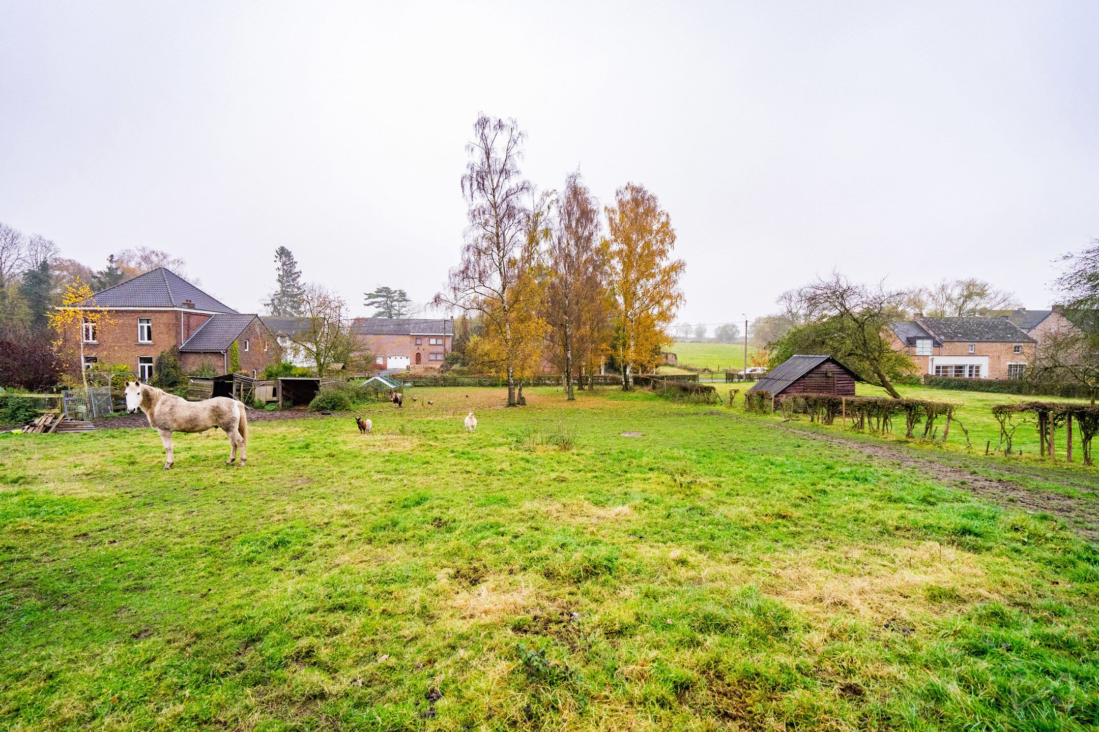 Land for sale in Burdinne - photo 3