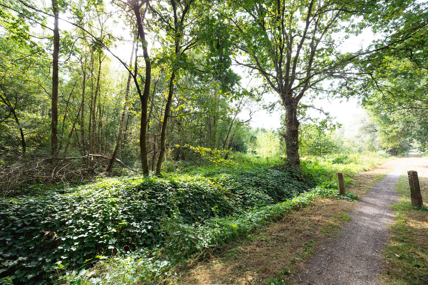 Prachtig stuk natuur - foto 4
