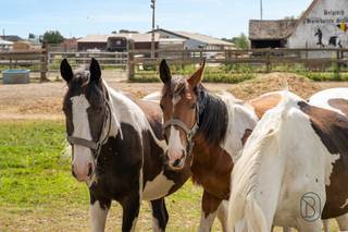 Deze paardenhoeve/manege is strategisch TOPgelegen qua visibiliteit en bereikbaarheid. Deze eigendom van meer dan 2 hectare bestaat uit en...