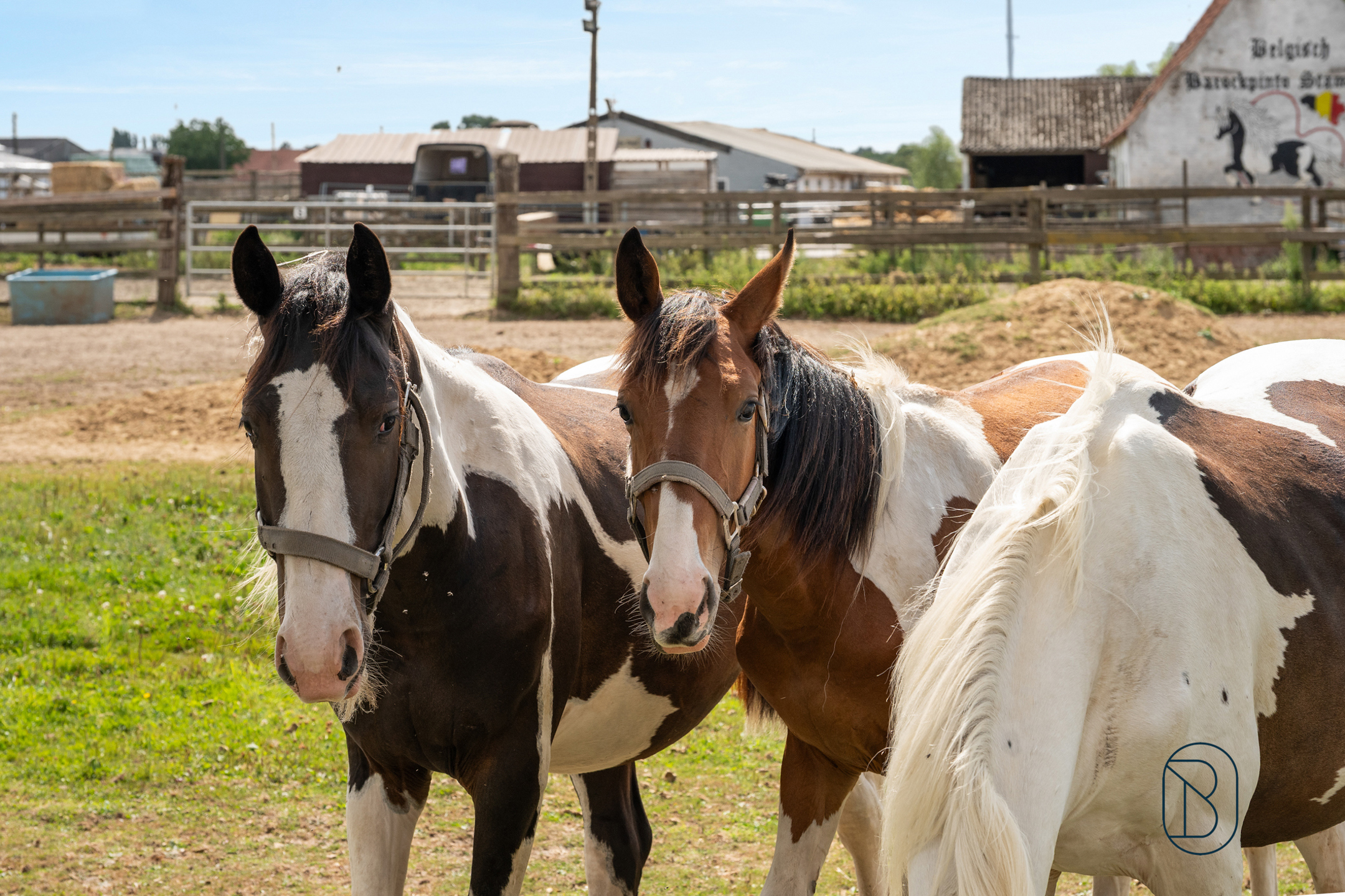 Strategisch gelegen paardenhoeve op 2 hectare - foto 3