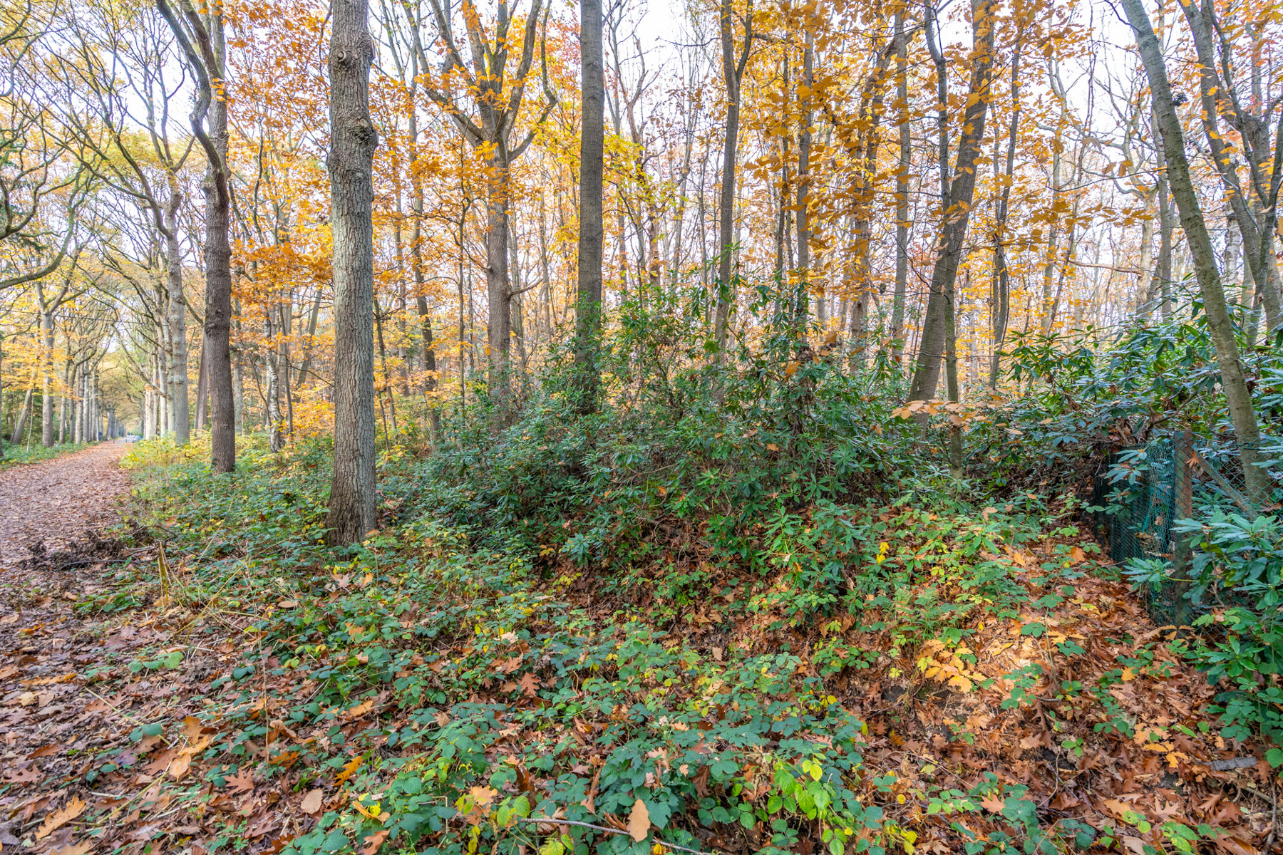 BOSGROND VAN 3.914M² TE WUUSTWEZEL - foto 5