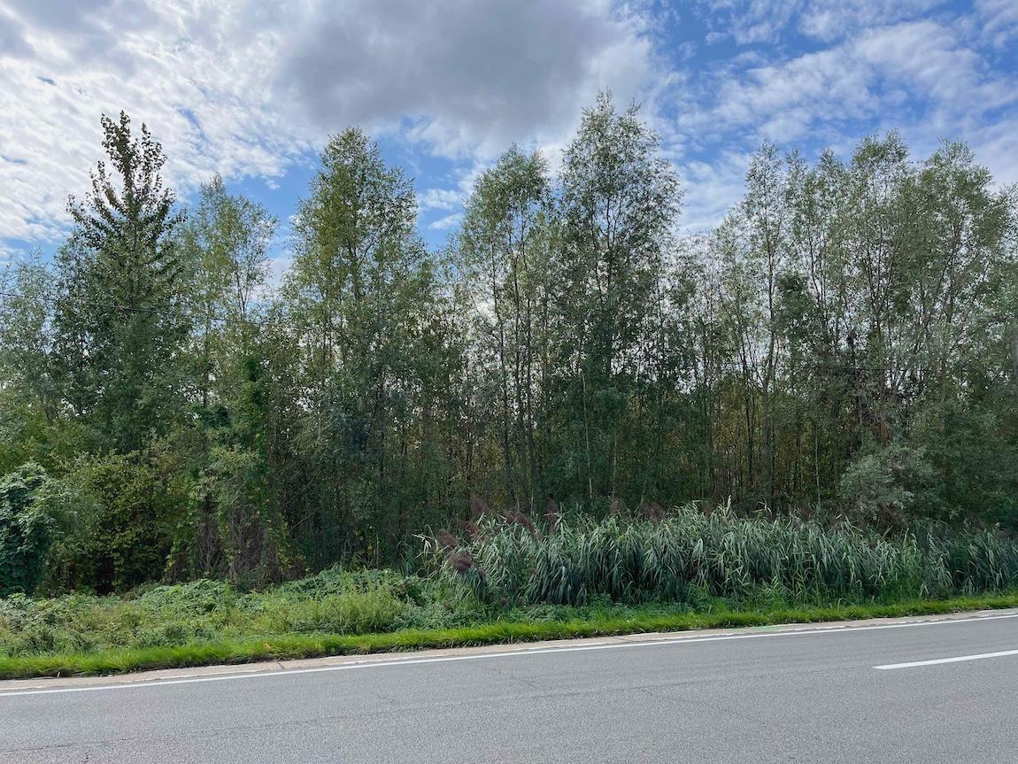 Land for sale in Begijnendijk - photo 3